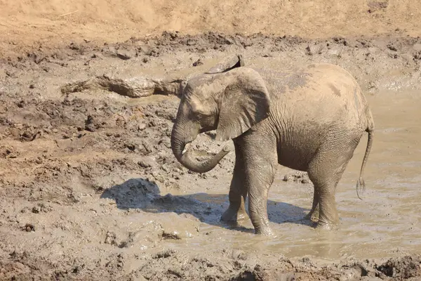 Afrikanischer Elefant Mphongolo River African Elephant Mphongolo River Loxodonta Africana — Foto Stock