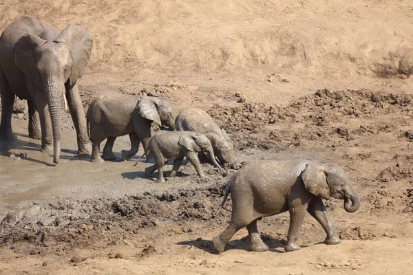 Afrikanischer Elefant Mphongolo River African Elephant Mphongolo River Loxodonta Africana — Foto Stock