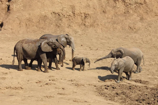 Afrikanischer Elefant Mphongolo River African Elephant Mphongolo River Loxodonta Africana — Foto de Stock