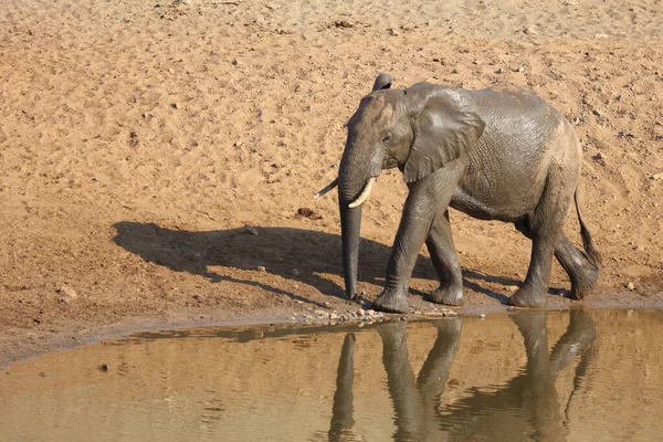 Afrikanischer Elefant Mphongolo River African Elephant Mphongolo River Loxodonta Africana — стокове фото