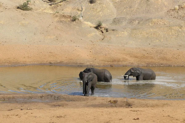 Afrikanischer Elefant Mphongolo River African Elephant Mphongolo River Loxodonta Africana — Stock Photo, Image