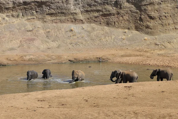 Afrikanischer Elefant Mphongolo River African Elephant Mphongolo River Loxodonta Africana — 图库照片