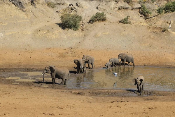 Afrikanischer Elefant Mphongolo River African Elephant Mphongolo River Loxodonta Africana — Stockfoto