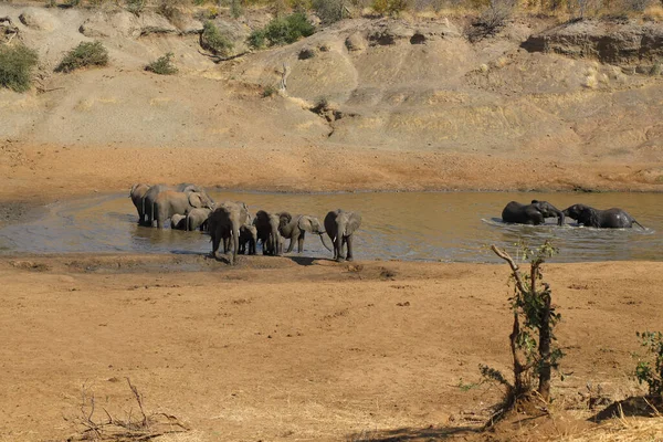 Afrikanischer Elefant Mphongolo River African Elephant Mphongolo River Loxodonta Africana — стокове фото