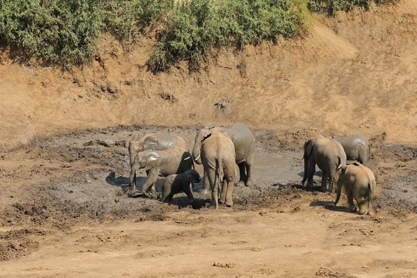 Afrikanischer Elefant Mphongolo River African Elephant Mphongolo River Loxodonta Africana — 图库照片