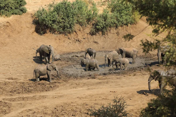 Afrikanischer Elefant Mphongolo River African Elephant Mphongolo River Loxodonta Africana — 图库照片