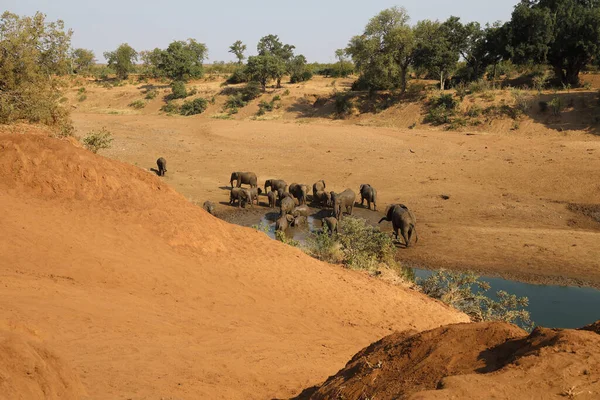 Afrikanischer Elefant Mphongolo River African Elephant Mphongolo River Loxodonta Africana — Fotografia de Stock