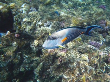 Arabischer Doktorfisch oder Sohaldoktorfisch / Sohal surgeonfish / Acanthurus sohal