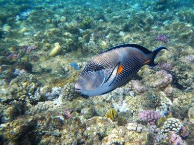 Arabischer Doktorfisch oder Sohaldoktorfisch / Sohal surgeonfish / Acanthurus sohal