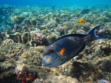 Arabischer Doktorfisch oder Sohaldoktorfisch / Sohal surgeonfish / Acanthurus sohal