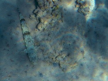 Gemeiner Eidechsenfisch / Variegated lizardfish / Synodus variegatus