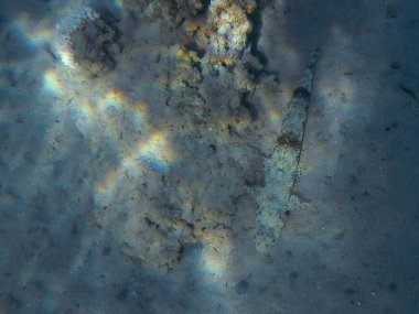 Gemeiner Eidechsenfisch / Variegated lizardfish / Synodus variegatus