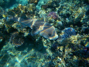 Gepunkteter Igelfisch / Spotted Porcupinefish / Diodon hystrix