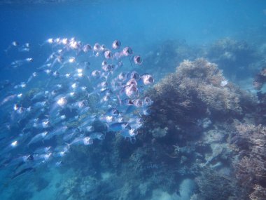 Indische Makrele oder Grossmaul-Makrele / Indian mackerel / Rastrelliger kanagurta