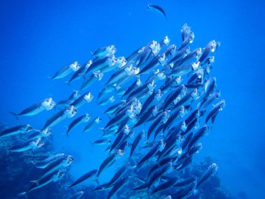 Indische Makrele oder Grossmaul-Makrele / Indian mackerel / Rastrelliger kanagurta
