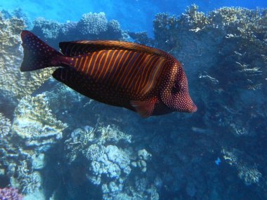 Indischer Segelflossendoktor oder Westlicher Fledermaus-Segeldoktorfisch / Red Sea sailfin tang or Desjardin's sailfin tang / Zebrasoma desjardinii
