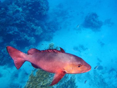 Kupferschnapper oder Doppelfleck-Schnapper / Two-spot red snapper or Twinspot Snapper / Lutjanus bohar