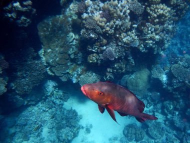 Kupferschnapper oder Doppelfleck-Schnapper / Two-spot red snapper or Twinspot Snapper / Lutjanus bohar