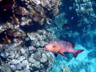 Kupferschnapper oder Doppelfleck-Schnapper / Two-spot red snapper or Twinspot Snapper / Lutjanus bohar