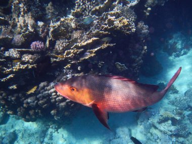 Kupferschnapper oder Doppelfleck-Schnapper / Two-spot red snapper or Twinspot Snapper / Lutjanus bohar