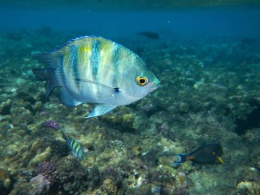 Oberfeldwebel oder Indopazifischer Sergeant / Sergeant major or Indo-Pacific sergeant / Abudefduf vaigiensis