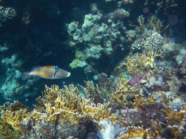 Picasso triggerfish or Arabian picassofish / Rhinecanthus assasi