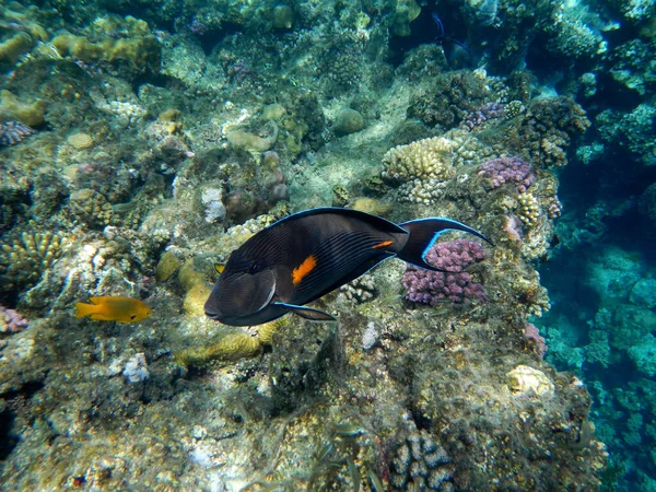 Arabischer Doktorfisch Oder Sohaldoktorfisch Sohal Surgeonfish Acanthurus Sohal — Fotografia de Stock