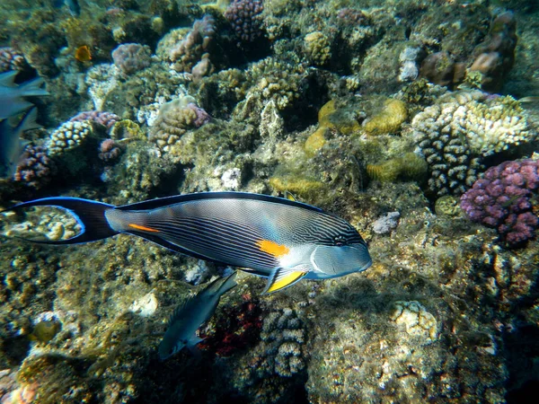 Arabischer Doktorfisch Oder Sohaldoktorfisch Sohal Surgeonfish Acanthurus Sohal — 스톡 사진