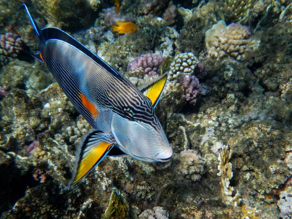 Arabischer Doktorfisch Oder Sohaldoktorfisch Sohal Surgeonfish Acanthurus Sohal — Stok fotoğraf