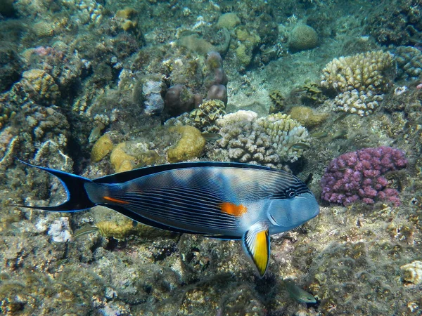 Arabischer Doktorfisch Oder Sohaldoktorfisch Sohal Surgeonfish Acanthurus Sohal — Fotografia de Stock