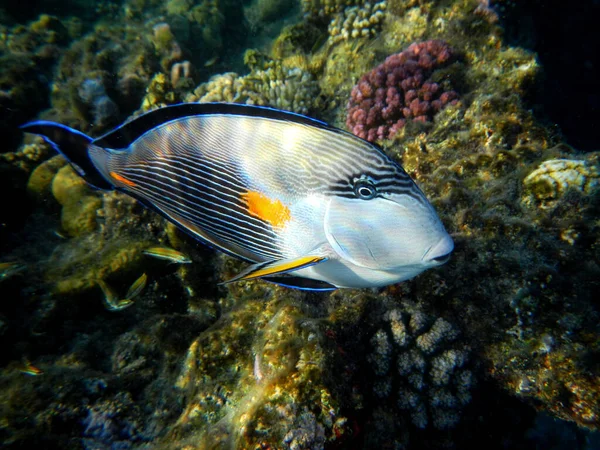 Arabischer Doktorfisch Oder Sohaldoktorfisch Sohal Surgeonfish Acanthurus Sohal — Fotografia de Stock