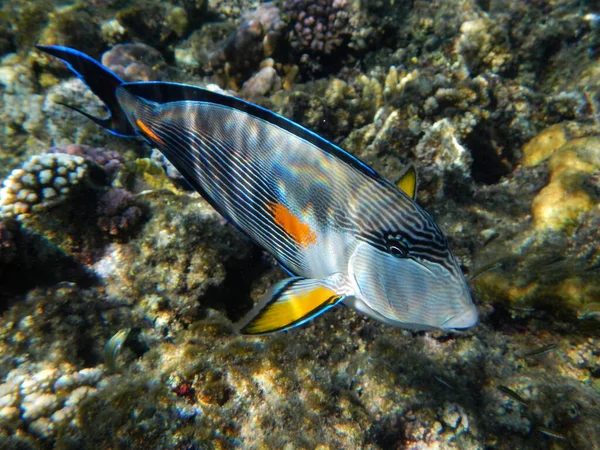 Arabischer Doktorfisch Oder Sohaldoktorfisch Sohal Surgeonfish Acanthurus Sohal — Stock Photo, Image