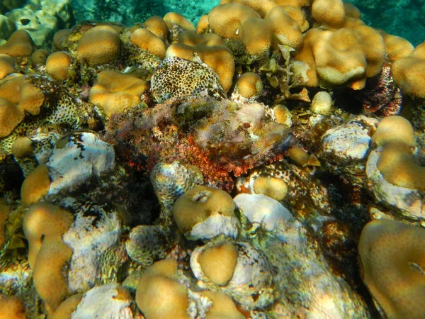 Tasseled Scorpionfish Small Scaled Scorpionfish Scorpaenopsis Oxycephala — 图库照片