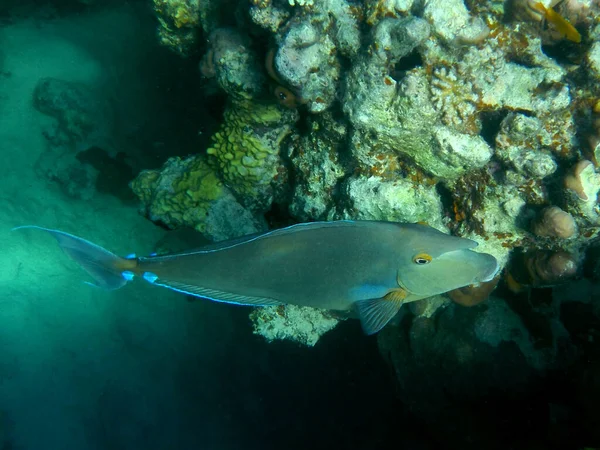 Blauklingeblauklingen Nasendoktorfisch Oder Kurznasen Doktorfisch Short Nose Unicornfish Naso Unicornis — Stock fotografie