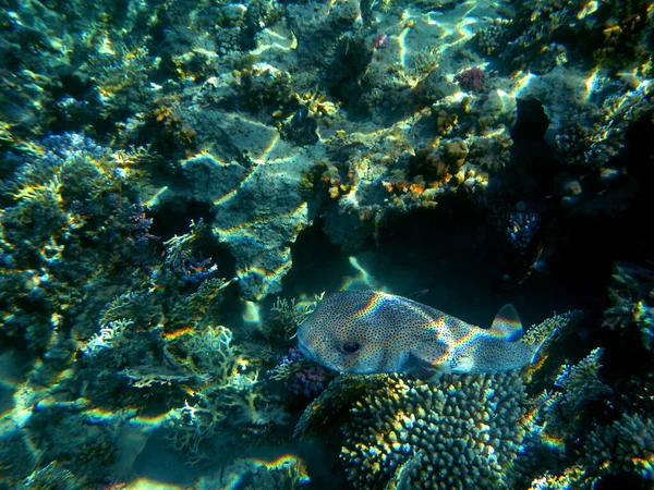 Gepunkteter Igelfisch Spotted Porcupinefish Diodon Hystrix — Zdjęcie stockowe
