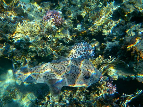 Gepunkteter Igelfisch Spotted Porcupinefish Diodon Hystrix — 图库照片