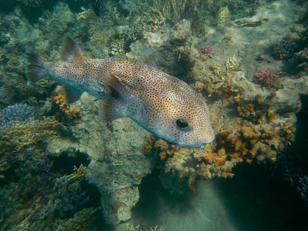 Gepunkteter Igelfisch Spotted Porcupinefish Diodon Hystrix — стокове фото