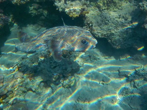 Gepunkteter Igelfisch Spotted Porcupinefish Diodon Hystrix — Stock fotografie