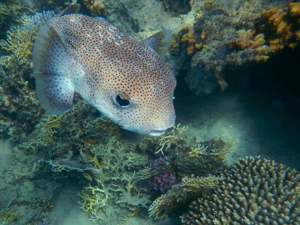 Gepunkteter Igelfisch Spotted Porcupinefish Diodon Hystrix — Stock fotografie