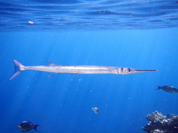 Hornhecht / Red Sea houndfish / Tylosurus choram