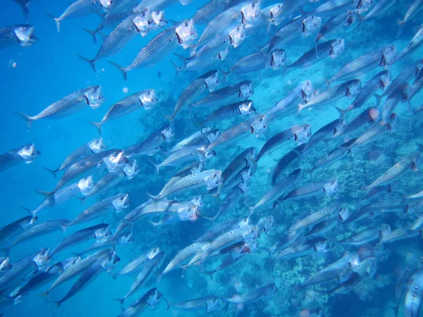 Indische Makrele Oder Grossmaul Makrele Indian Mackerel Rastrelliger Kanagurta — Φωτογραφία Αρχείου