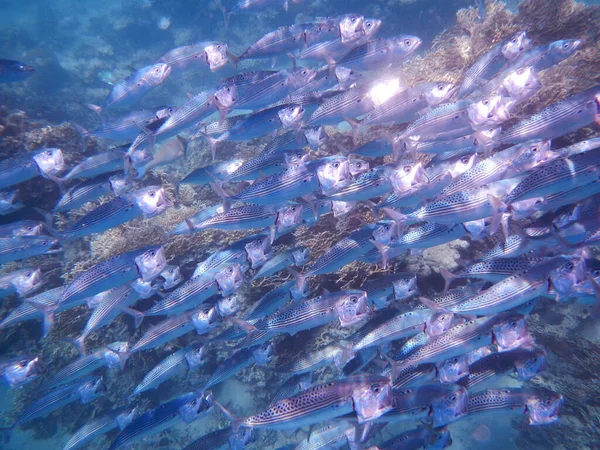 Indische Makrele Oder Grossmaul Makrele Indian Mackerel Rastrelliger Kanagurta — Stock Fotó