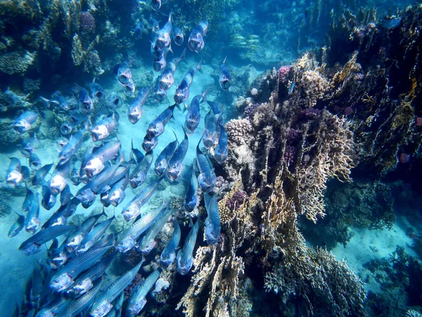 Indische Makrele Oder Grossmaul Makrele Indian Mackerel Rastrelliger Kanagurta — Stockfoto