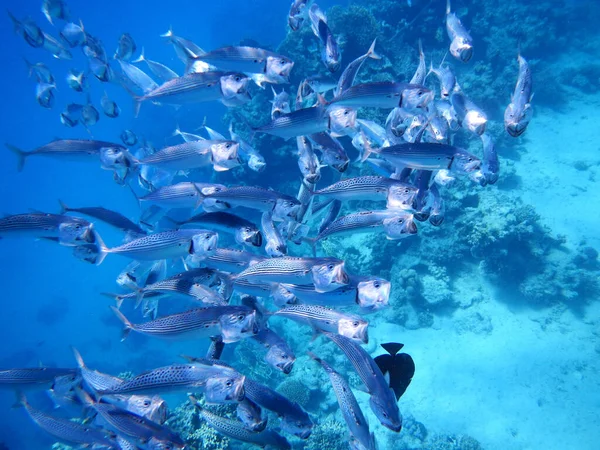 Indische Makrele Oder Grossmaul Makrele Indian Mackerel Rastrelliger Kanagurta — Stock Photo, Image