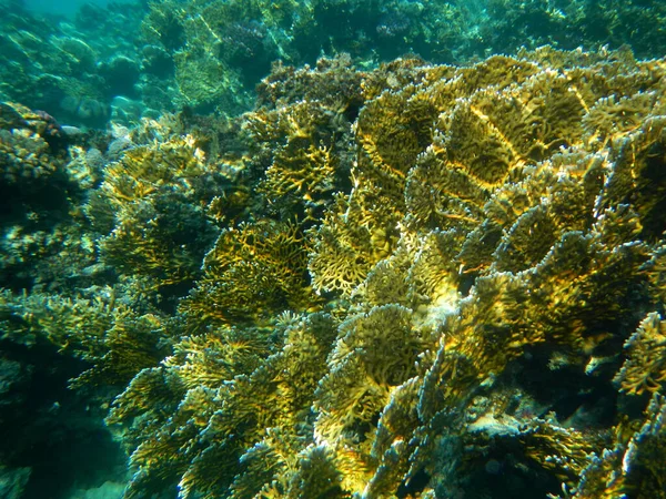 Koralle Und Muschel Coral Shell — Stock Photo, Image