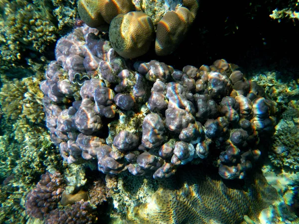 Koralle Und Muschel Coral Shell — Foto Stock