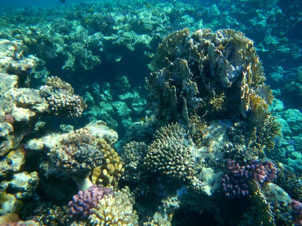 Koralle Und Muschel Coral Shell — Stockfoto