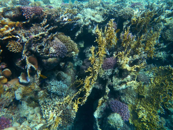 Koralle Und Muschel Coral Shell — стоковое фото