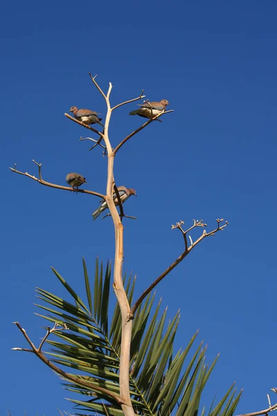 Senegaltaube Laughing Dove Spilopelia Senegalensis — Φωτογραφία Αρχείου