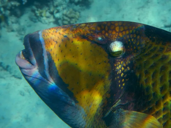 Titan Triggerfish Або Гігантська Тригерна Риба Балістоїди Віруси — стокове фото
